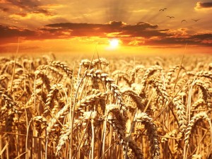 grain market strategies from expert market advisors